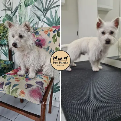Psia Paczka Spa dla Psa-salon pielęgnacji Psów, groomer, fryzjer dla Psów, Psi fryzjer